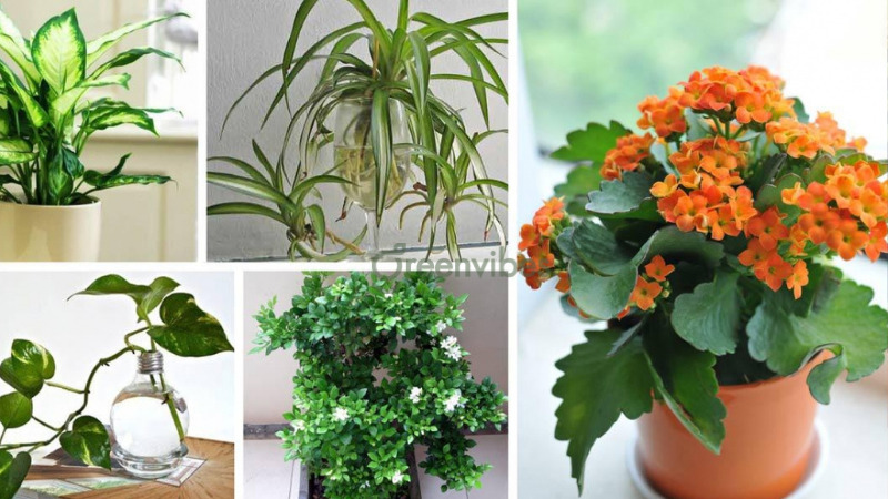 Hướng dẫn cách chăm sóc cây cảnh trong nhà hiệu quả nhất
