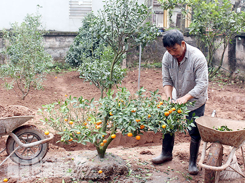 hướng dẫn cách chăm sóc cây quất sau tết huong-dan-cach-cham-soc-cay-quat-sau-tet.jpg
