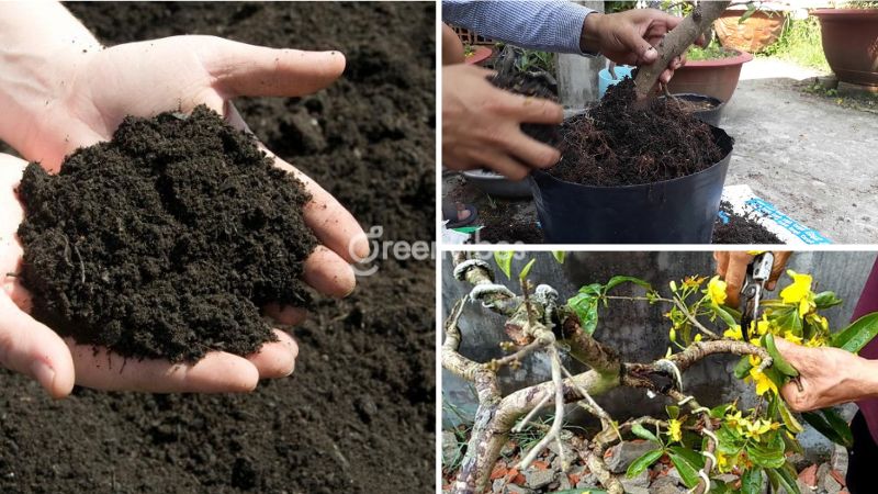 Hướng dẫn cách làm giá thể trồng mai chuẩn nhất