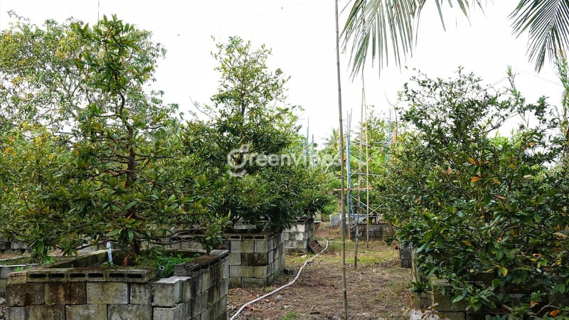 Hướng dẫn cách tỉa mai sau Tết và cách chăm sóc hiệu quả