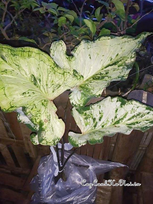 Iceberg Caladium