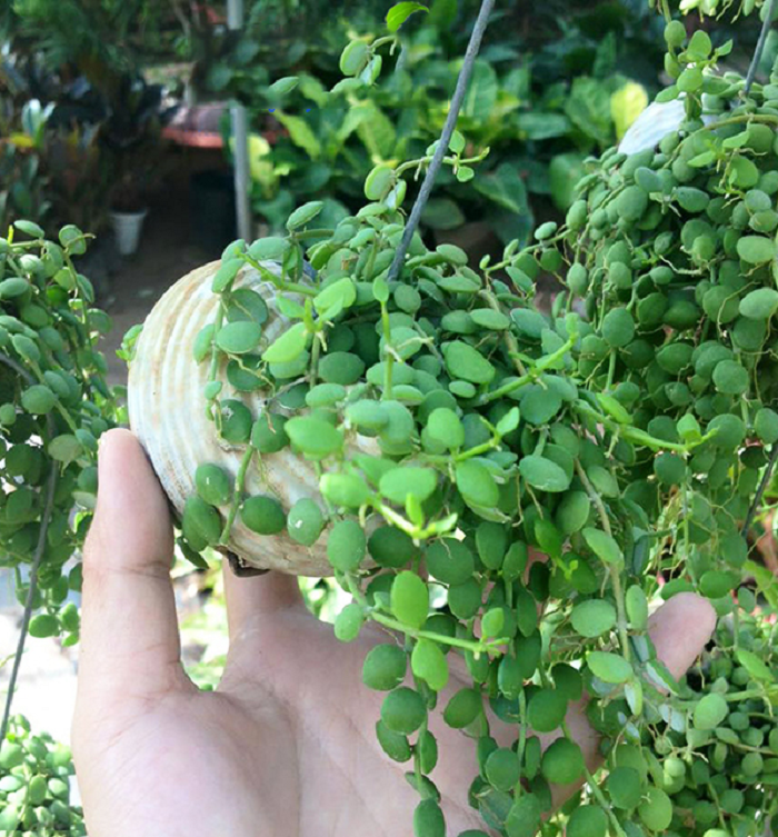 image5 Trồng cây Lan Hạt Dưa theo phương pháp tách bụi hay giâm cành đều rất dễ