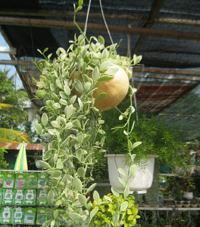 image6 Bạn nên cho cây ra tiếp xúc ánh nắng mặt trời vào sáng sớm hoặc chiều muộn