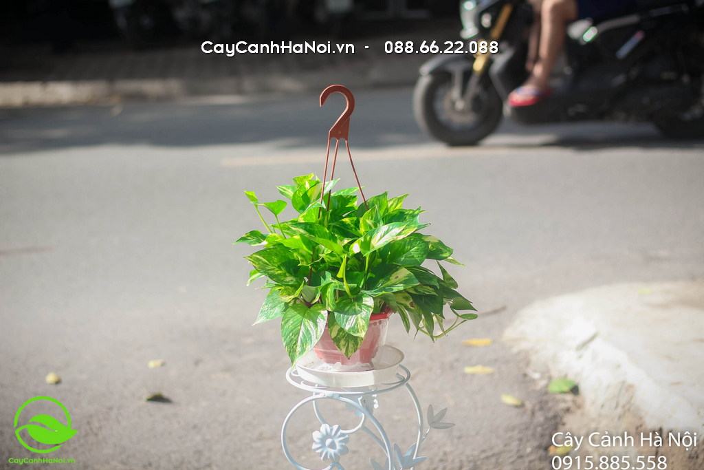 Cây vạn niên thanh được nhiều người lựa chọn