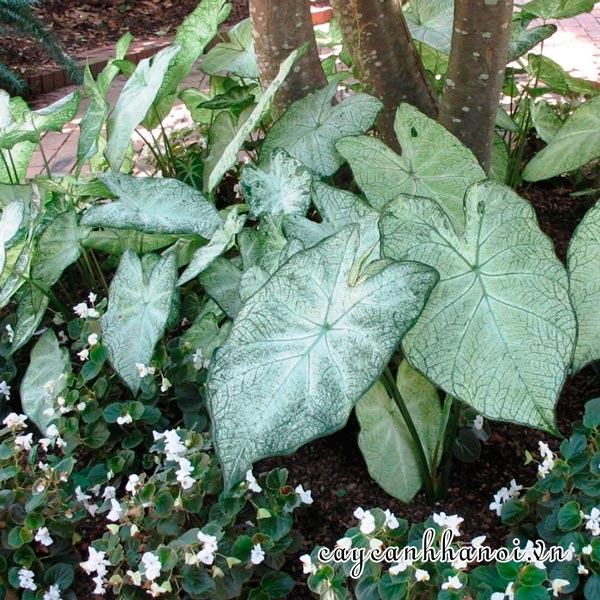 June Bride Caladium