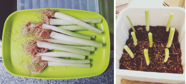 Kỹ thuật trồng hành lá bằng thùng xốp