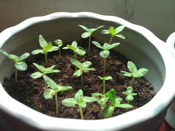 Kỹ thuật trồng rau mầm bằng tro trấu