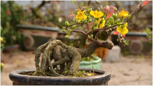 Kỹ thuật uốn cây mai vàng, tỉa mai sau Tết