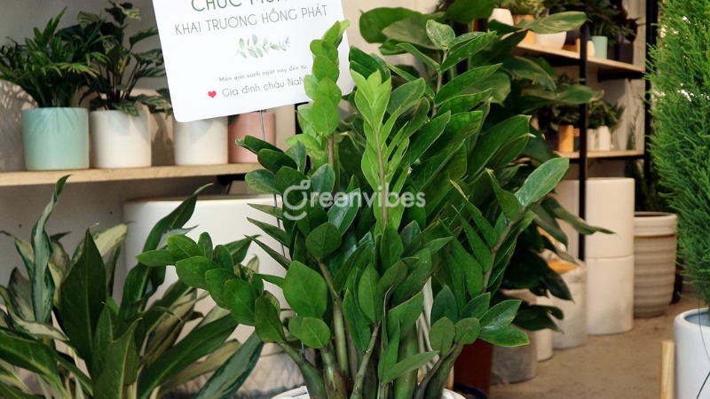 khai-truong-tang-qua-gi Khai trương tặng quà gì - Greenvibes