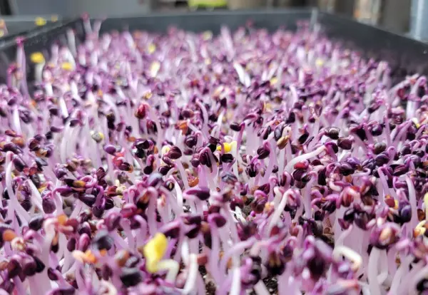 kiểm tra độ ẩm hằng ngày