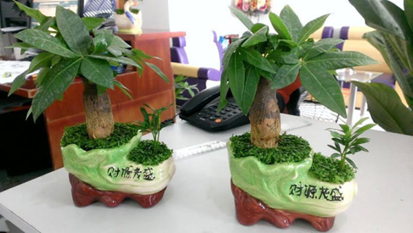 kim ngân tiểu cảnh để bàn mẫu 1