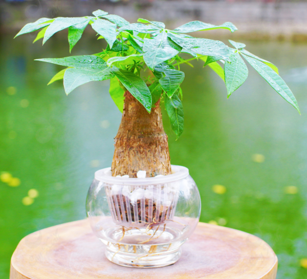 kim ngân tiểu cảnh để bàn mẫu 2