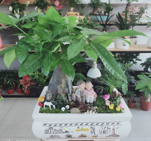 kim ngân tiểu cảnh mẫu 2