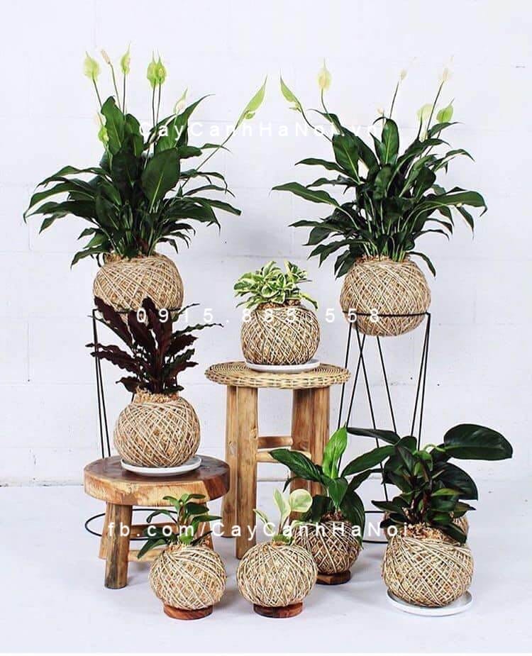 Kokedama: Xu hướng trang trí cây cảnh độc đáo từ Nhật Bản