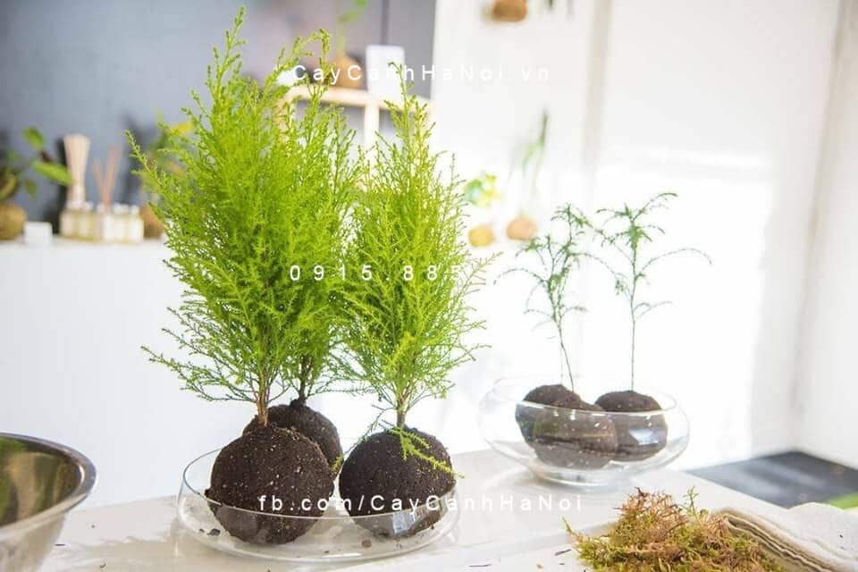 Kokedama: Xu hướng trang trí cây cảnh độc đáo từ Nhật Bản