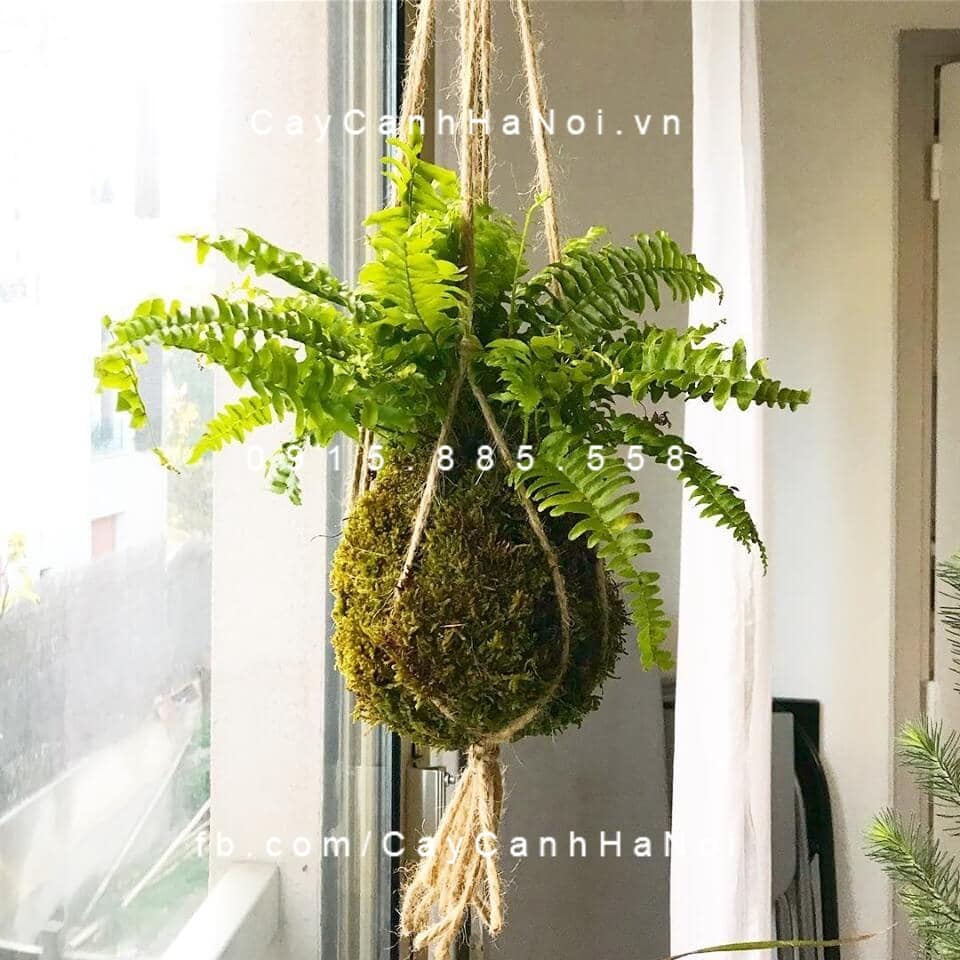 Kokedama: Xu hướng trang trí cây cảnh độc đáo từ Nhật Bản