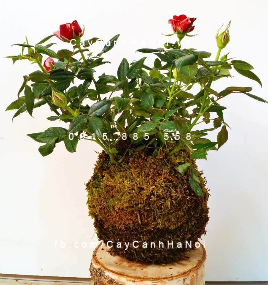 Kokedama: Xu hướng trang trí cây cảnh độc đáo từ Nhật Bản