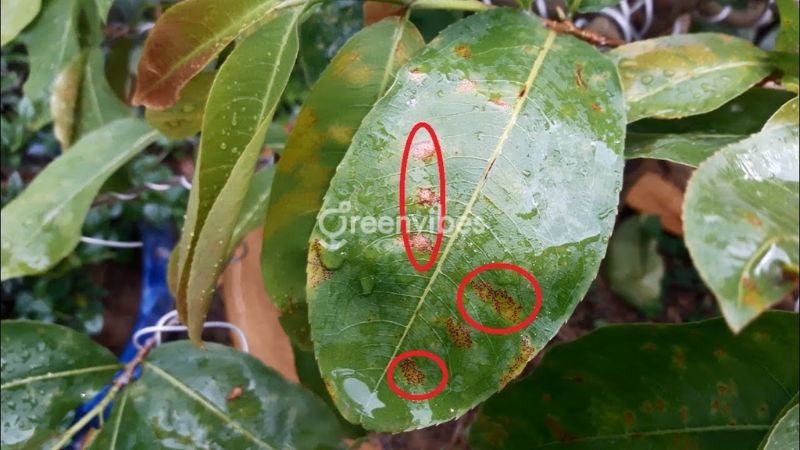 la-mai-bi-dom-vang-2 Lá mai bị đốm vàng nguyên nhân là gì?