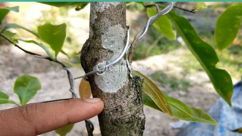 la-mai-bi-dom-vang-3 Bệnh đốm đồng tiền trên mai vàng