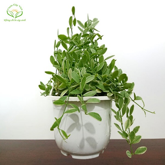 lan-hat-dua-cam-thach lan-hat-dua-cam-thach.jpg