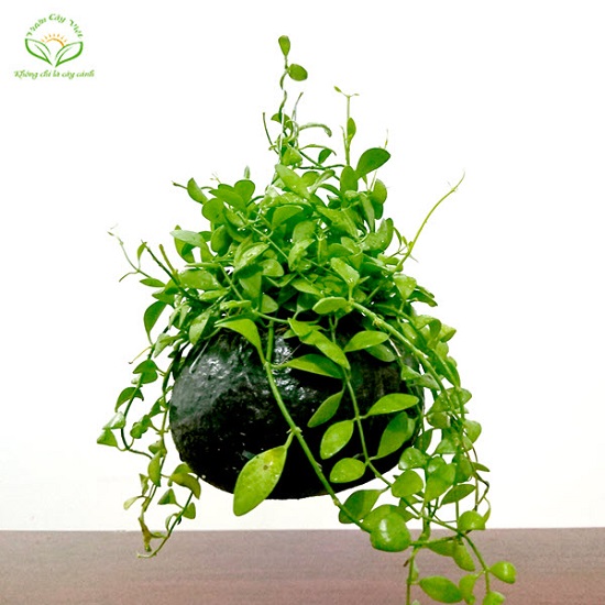 lan-hat-dua lan-hat-dua.jpg