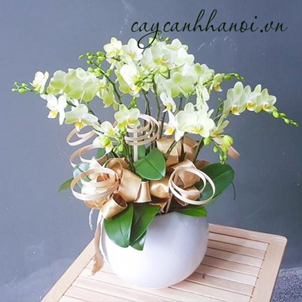 lan-ho-diep-tang-thay-co Lan hồ điệp tặng thầy cô
