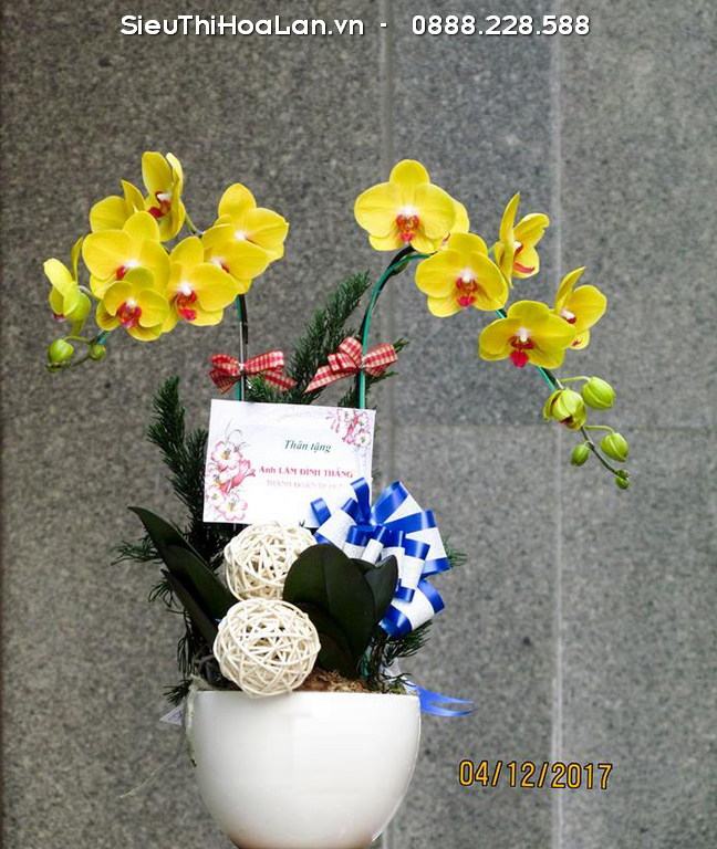 Lan Hồ Điệp Vàng hợp mệnh Thổ lan-ho-diep-vang.jpg