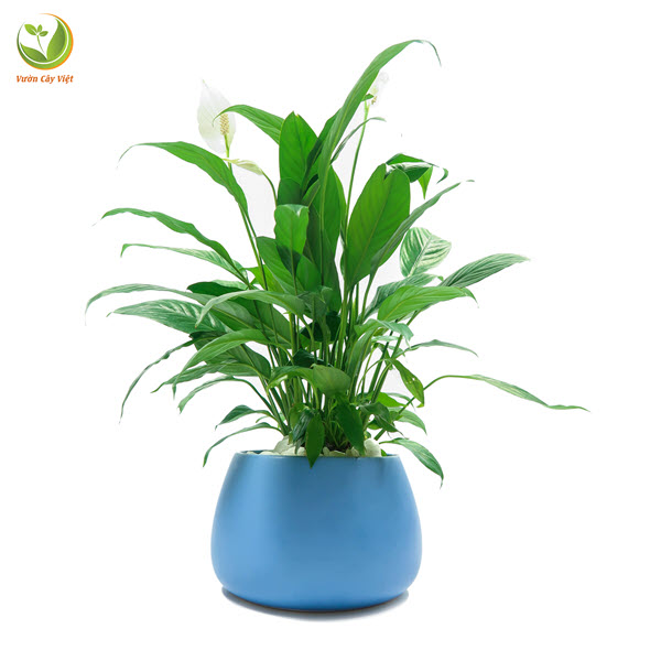 lan-y-trung-2 lan-y-trung-2.jpg