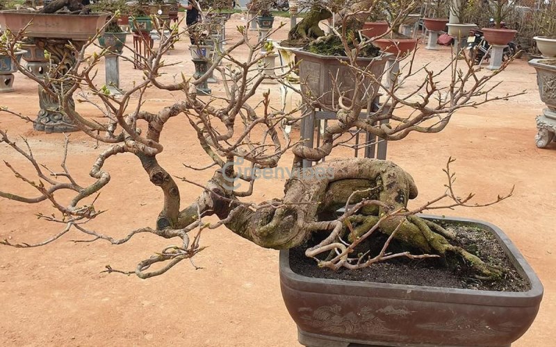 lat-la-mai-truoc-tet-3 Mai không ra hoa đúng Tết không chỉ phụ thuộc vào lặt lá mai trước Tết bao nhiêu ngày