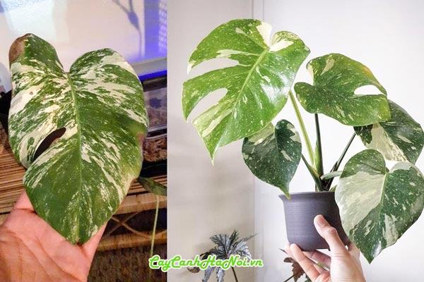 vệ sinh mặt lá cho cây trầu bà Monstera đột biến