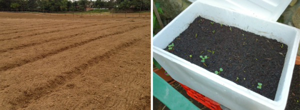 Làm đất trồng hành lá