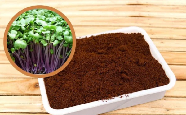 Làm đất trồng rau mầm