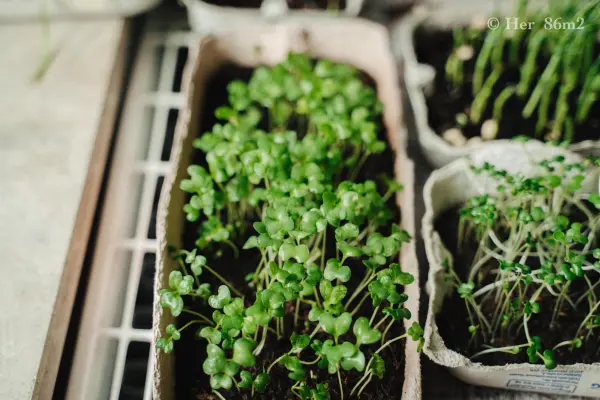 Làm giá thể trồng rau mầm