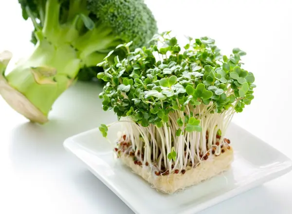 Lưu ý khi trồng rau mầm