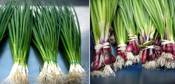 Lựa chọn giống hành lá