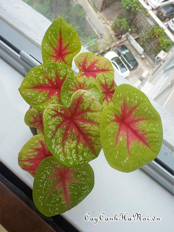 Lemon Blush Caladium