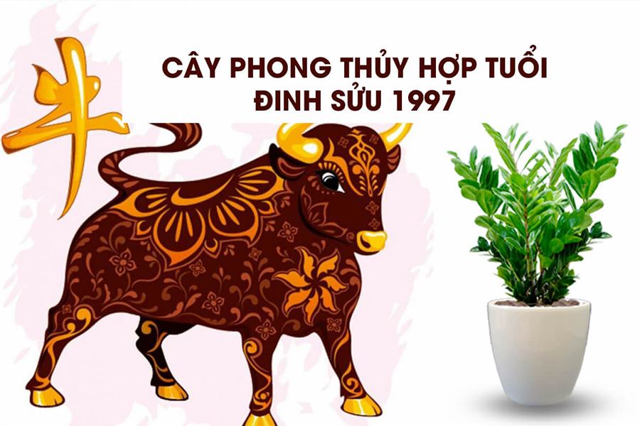 Cách lựa chọn cây cảnh phong thủy hợp tuổi đinh sửu