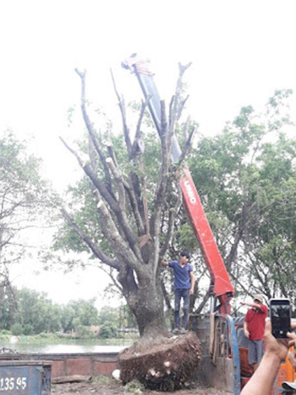 Lựa chọng thời điểm bứng chuyển cây lớn phù hợp