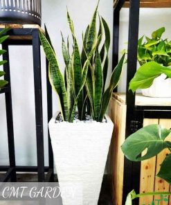 Cây giúp người dùng làm sạch không khí