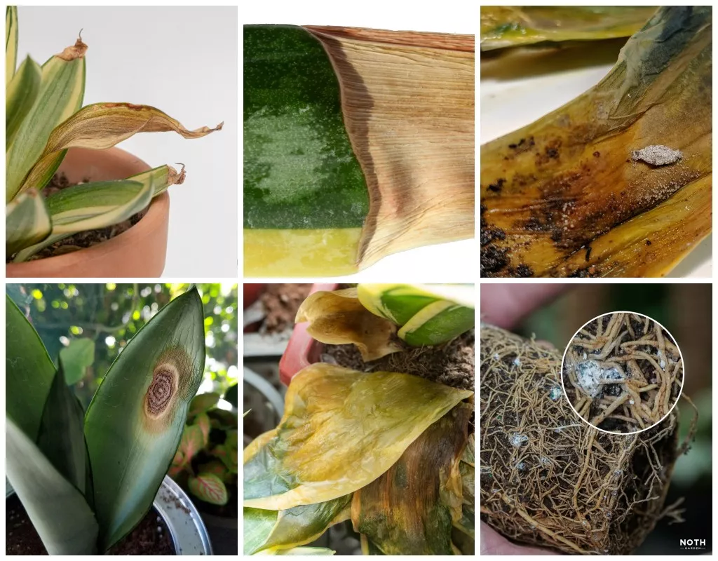 Lưỡi hổ (Sansevieria) – Vấn đề thường gặp và cách giải quyết