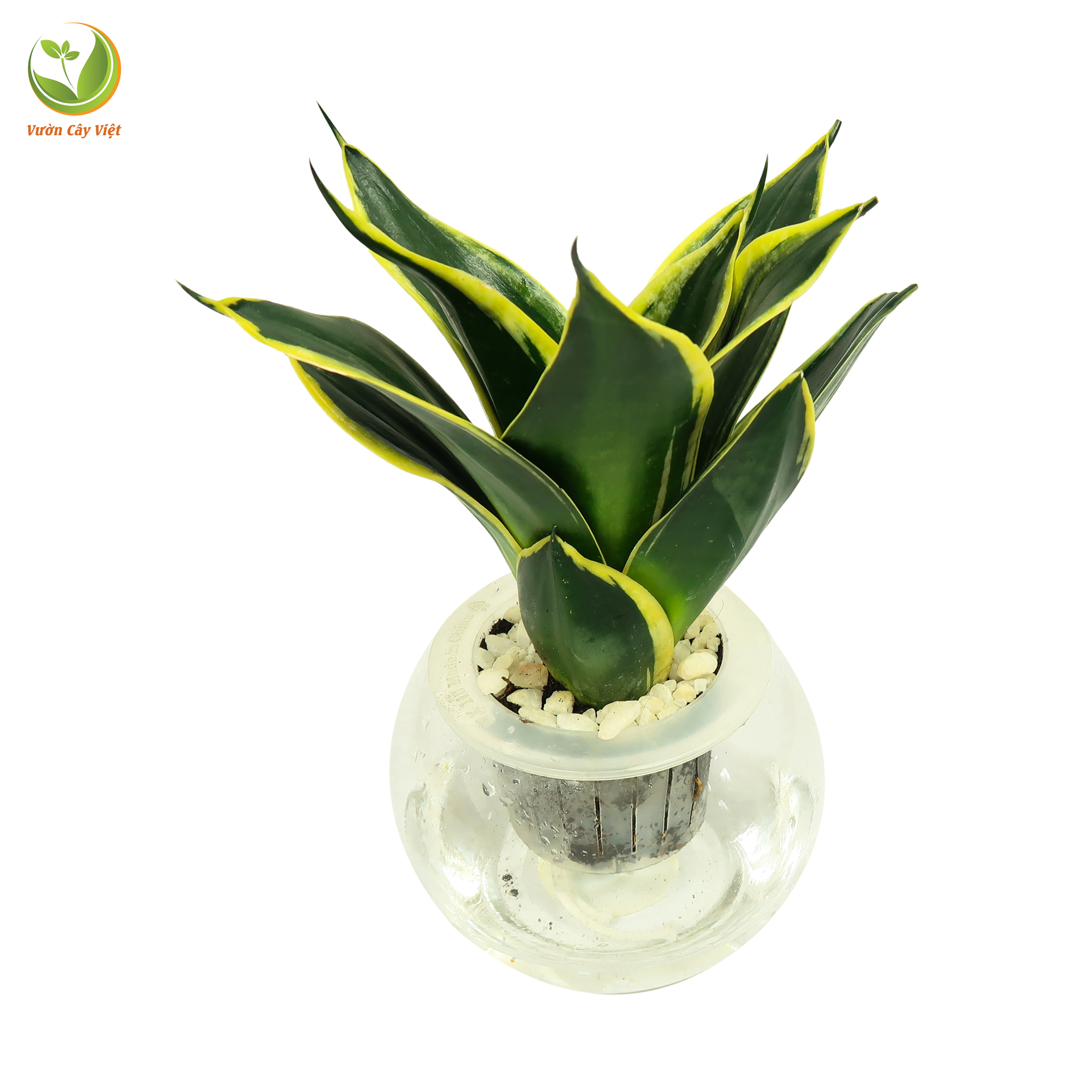 luoi-ho-thai-1 luoi-ho-thai-1.jpg