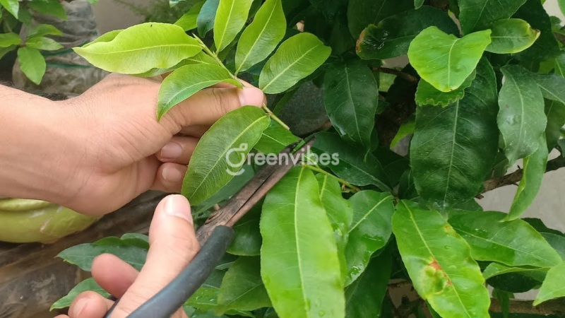 Cách chăm sóc mai vàng tháng 5 âm lịch Lưu ý chăm sóc mai vàng trong tháng 5 âm lịch - Caycoi.net