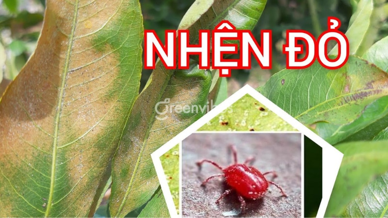 Cách chăm sóc mai vàng tháng 8 âm lịch Lưu ý chăm sóc mai vàng trong tháng 8 âm lịch - Caycoi.net