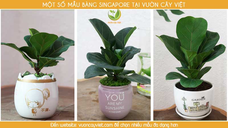 mach-ban-dia-chi-cung-cap-si-cay-canh-mini-uy-tin-chat-luong-bang-singapore.jpg