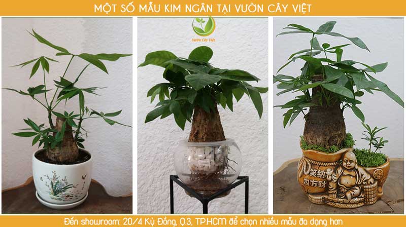 mach-ban-dia-chi-cung-cap-si-cay-canh-mini-uy-tin-chat-luong-vcv.jpg