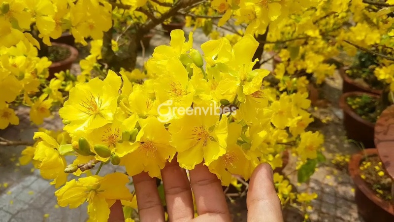 mai-giao-thu-duc-co-gia-tri-khong-2 xem mai giảo thủ đức có giá trị không - Caycoi.net