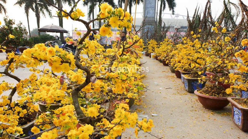 mai-giao-thu-duc-co-gia-tri-khong-3 mai giảo thủ đức có giá trị kinh tế không - Caycoi.net
