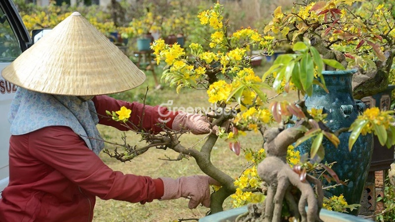 mai-giao-thu-duc-co-gia-tri-khong-5 giá trị cây mai giảo Thủ Đức - Caycoi.net