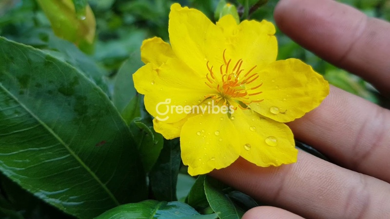Mai giảo Thủ Đức có giá trị không? Đặc điểm và cách chăm sóc