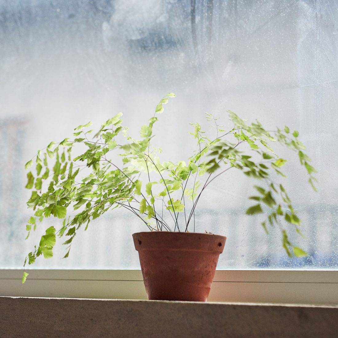 Maidenhair Fern, người tình “õng ẹo”